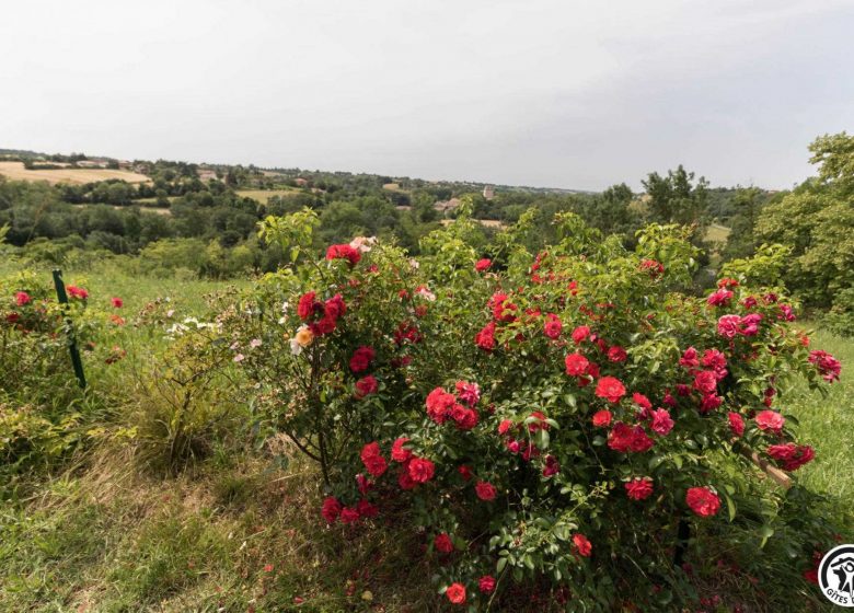 Les Roses d’Autan