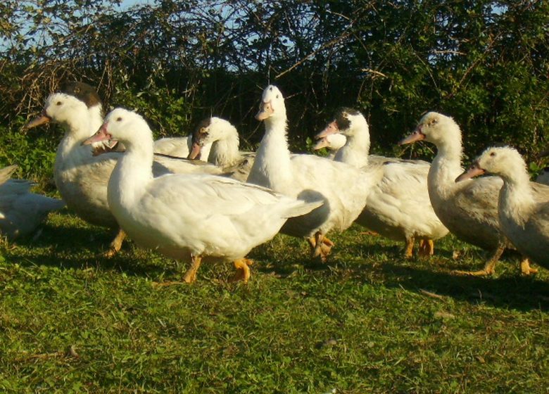 ferme de l estanque 1