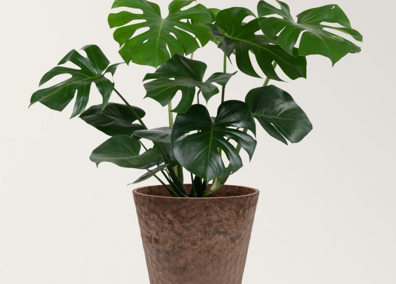 plante-monstera-deliciosa-dans-pot_53876-133116